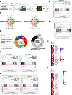 From Transcriptomics, Metabolomics to Functional Studies: Extracellular ATP Induces TGF-β-Like Epithelial Mesenchymal Transition in Lung Cancer Cells